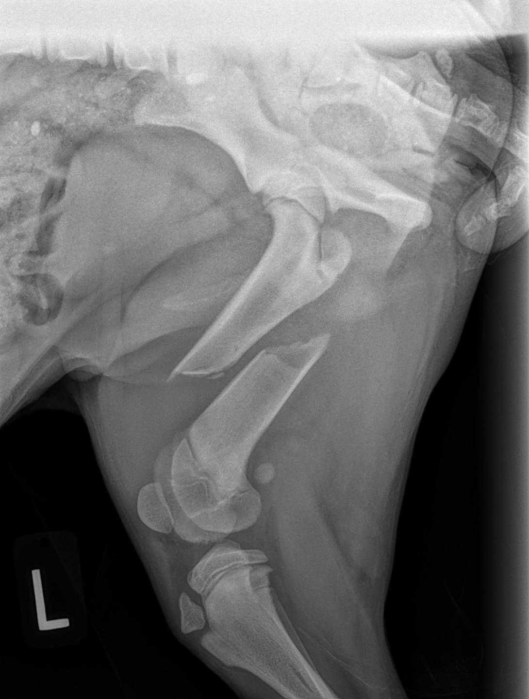 Dog broken deals femur